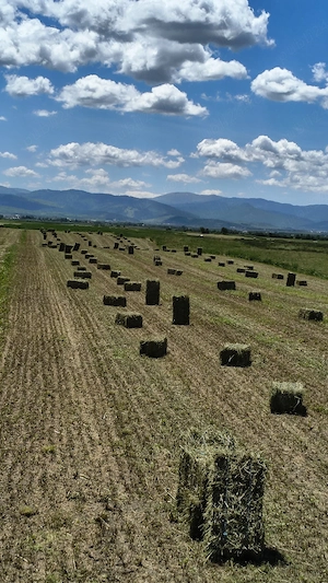 Baloți de lucernă 