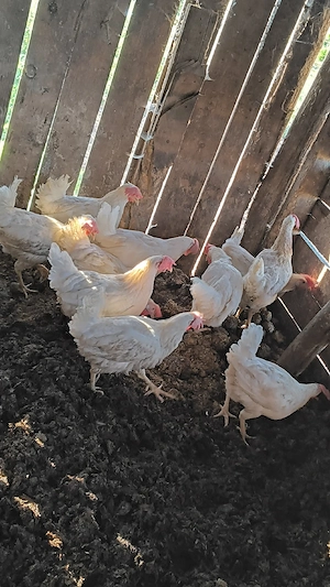 Găini leghorn 