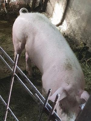 2 vierusi 70-80kg Landras 1200ron. tel.   - imagine 4