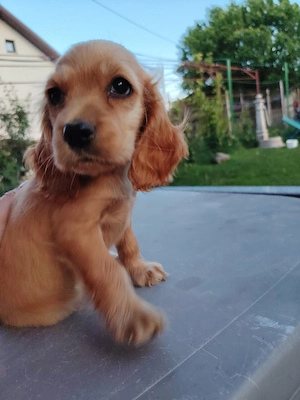 Fetiță cocker spaniel