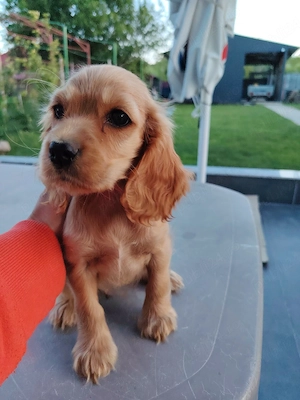 Fetiță cocker spaniel - imagine 4