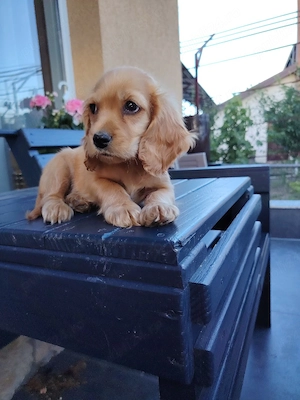 Fetiță cocker spaniel - imagine 5
