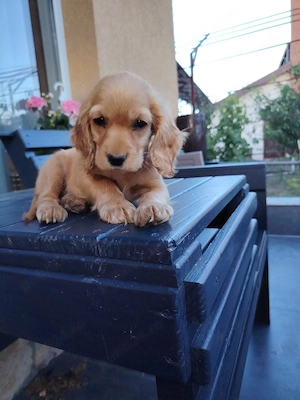 Fetiță cocker spaniel - imagine 3