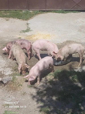 Disponibili purcei