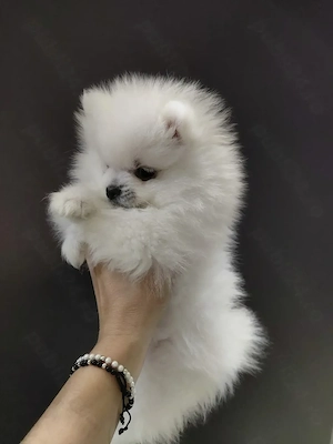 Pomeranian de vânzare  - imagine 2