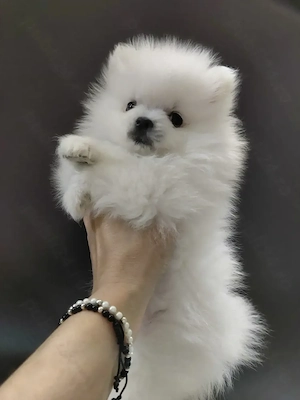 Pomeranian de vânzare  - imagine 3