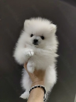Pomeranian de vânzare  - imagine 4