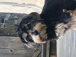 Yorkshire terrier 