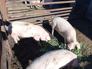 De vânzare purcei