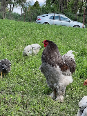 Cocos Brahma