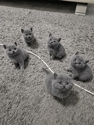 British Shorthair 