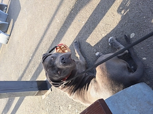 American bully xl  - imagine 4