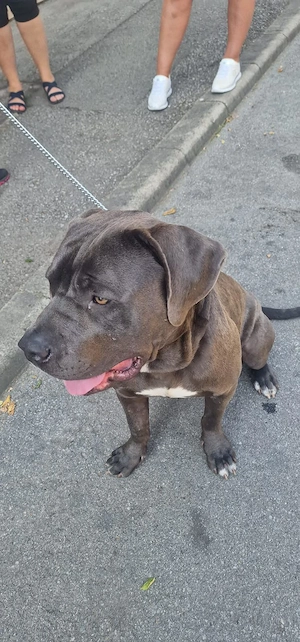 American bully xl 