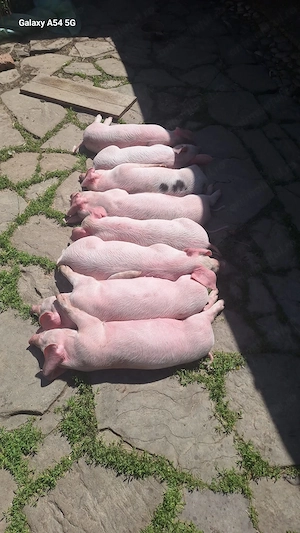 Ofer spre vânzare purcei sănătoși și jucăuși!