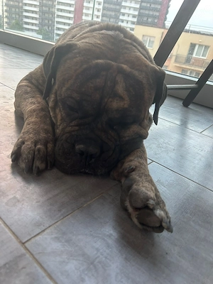 Disponibil spre noua familie   Olde English Bulldogge - imagine 4