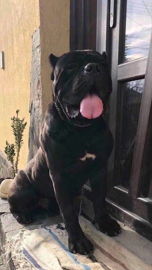 femela cane corso - imagine 3