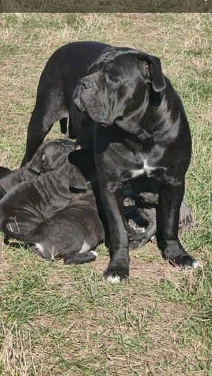 femela cane corso - imagine 4