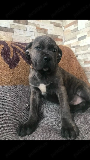 femela cane corso - imagine 2