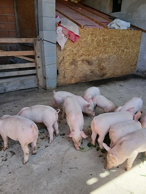 Purcei de vanzare