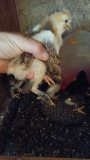 Puișori rasă mixtă, moțați sau încălțați.