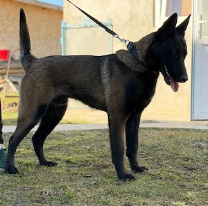 Malinois bun de pază  - imagine 3