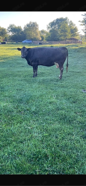vaca de vanzare