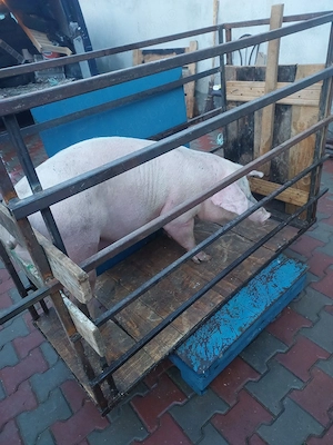 vând porci de carne diferite mărimi. 8 lei kg - imagine 3