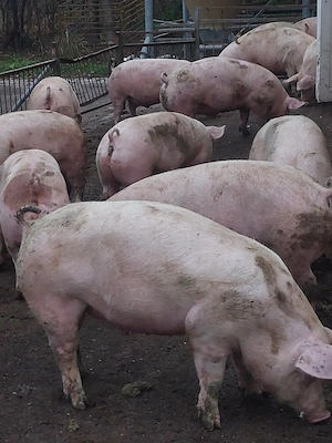 vând porci de carne diferite mărimi.8 lei kg