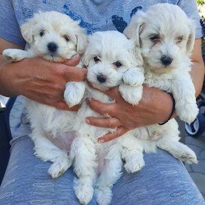 Vand bichon maltez mini toy