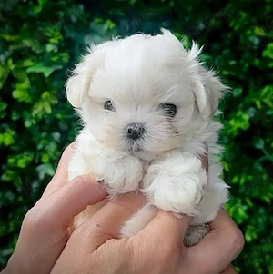 Bichon maltez mini toy