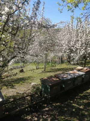 Casă de vânzare într-o oază de liniște - imagine 7