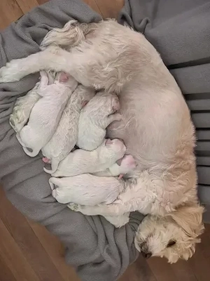 Bichon maltez rasa pura 