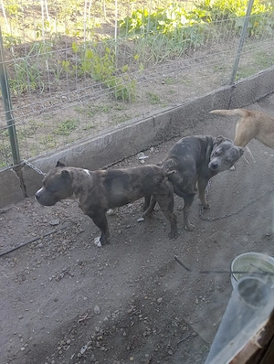 American bully merle  - imagine 4