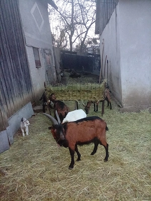 Lot de capre de vânzare 