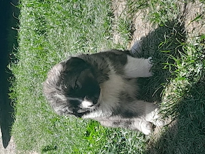 vând căței 