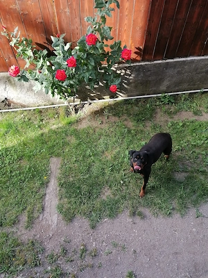 Vând rotwailer femela vârstă 3 ani  