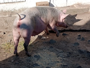 scrofa gestantă  - imagine 3