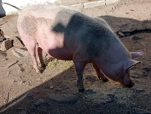 scrofa gestantă 
