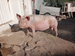 scrofa gestantă  - imagine 2