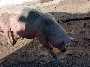 scrofa gestantă  - imagine 4