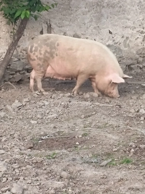 porci de sacrificat 