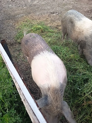 porci de sacrificat  - imagine 2