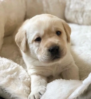 Labrador Retriever 