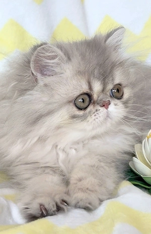 pisica persana chinchilla cu pedigree - imagine 5