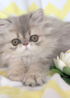 pisica persana chinchilla cu pedigree - imagine 4