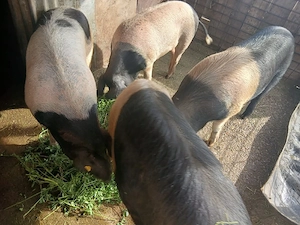 de vânzare porci Bazna între 120 și 150 kg