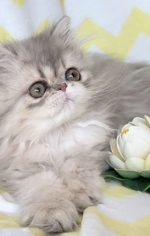 pisica persana chinchilla cu pedigree - imagine 2