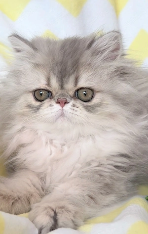 pisica persana chinchilla cu pedigree - imagine 3