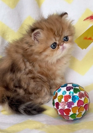 pisica persana chinchilla cu pedigree - imagine 2