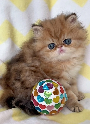 pisica persana chinchilla cu pedigree - imagine 5